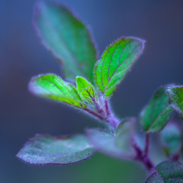 Untitled (1080 × 1080px) (2)